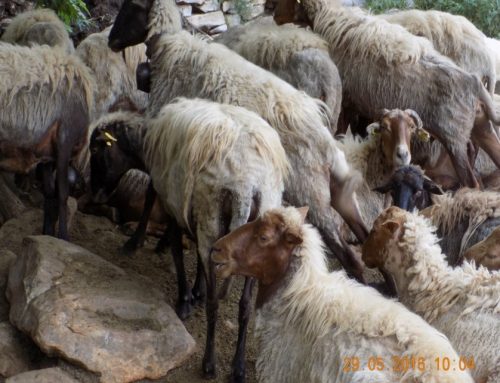 ΔΗΩ – ΗΜΕΡΙΔΑ:  ΒΙΟΛΟΓΙΚΗ ΓΕΩΡΓΙΑ & ΚΤΗΝΟΤΡΟΦΙΑ, ΑΓΡΟΤΙΚΕΣ ΕΠΙΔΟΤΗΣΕΙΣ-ΚΟΙΝΣΕΠ